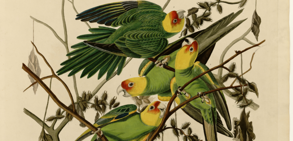 BIRDS OF AMERICA mk2 Films