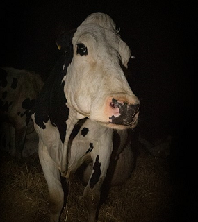 COW