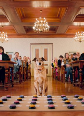 PALM DOG AWARD FOR KODI OF DOG ON TRIAL AT CANNES